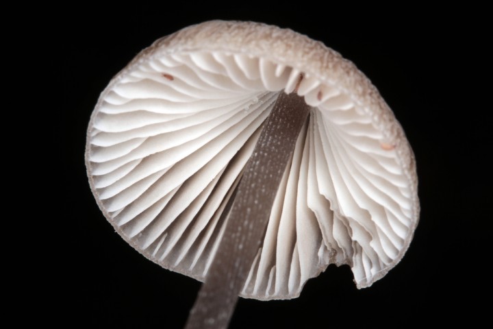 Mycena sp 3 red 3.jpg