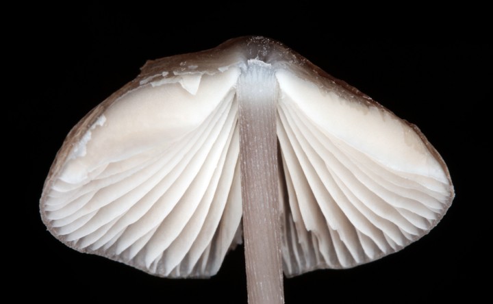 Mycena sp 3 red 4.jpg