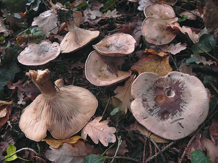 DSCN0100b.JPG