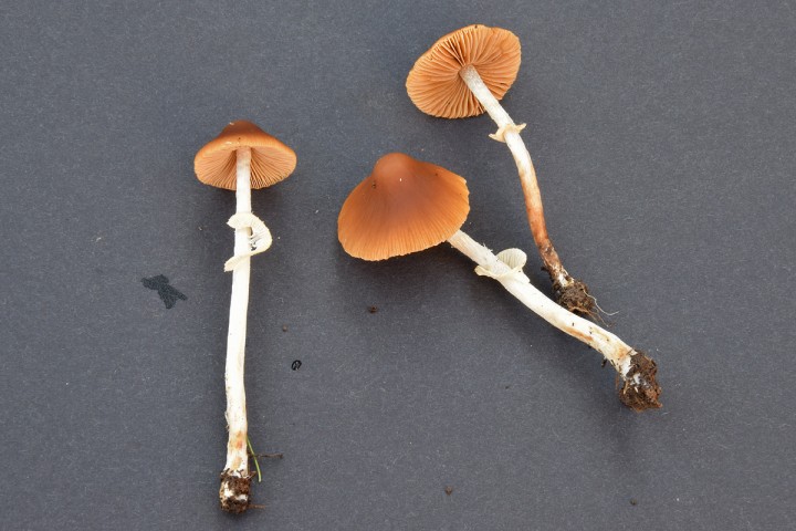 DSC_0627.jpg