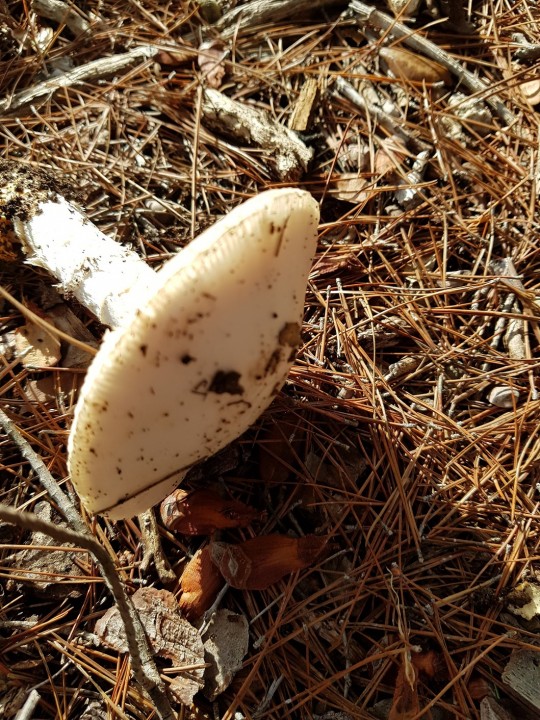 20181125_114805 - Copie.jpg