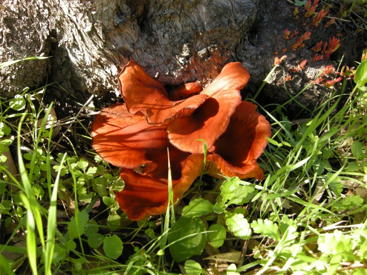 Cliquer sur l'image pour agrandir