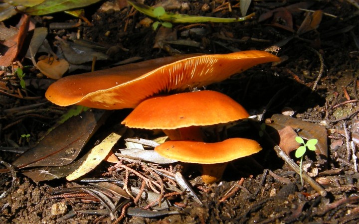 Cliquer sur l'image pour agrandir