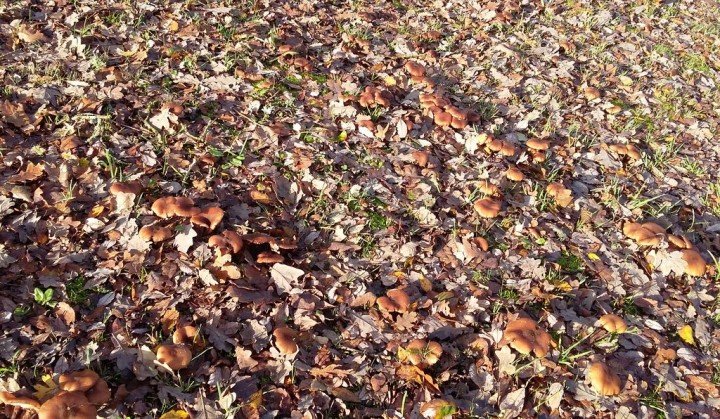 20181205_155232.jpg