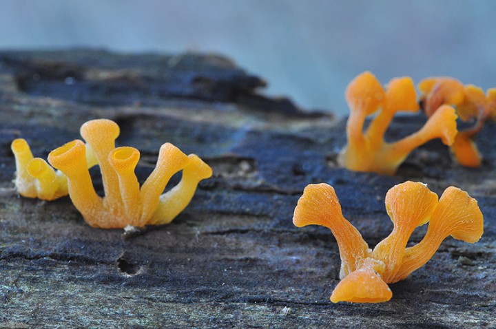 Guepiniopsis_buccina_02.jpg