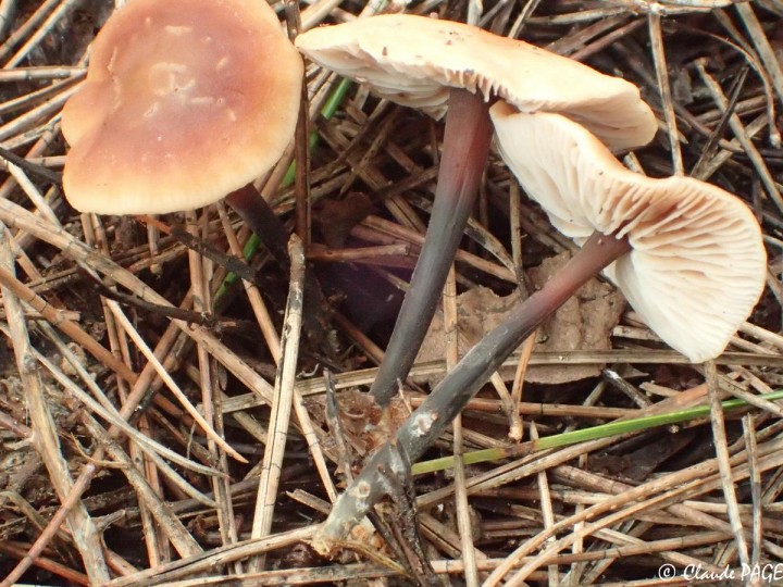 PC030315.jpg