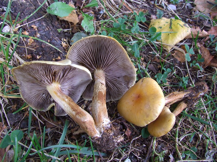 Hypholoma_capnoides_2.jpg