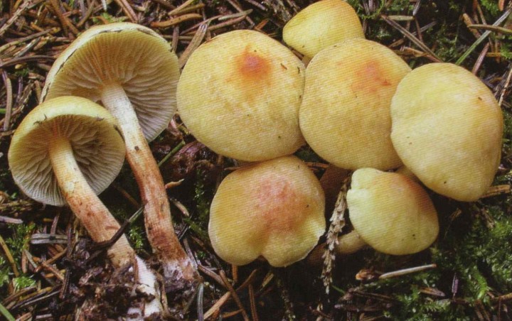 capnoides.jpg