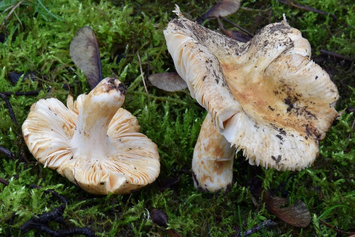 DSC_0661.jpg
