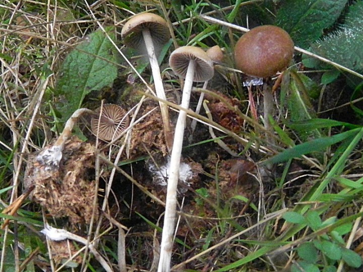 DSCN9994b.JPG