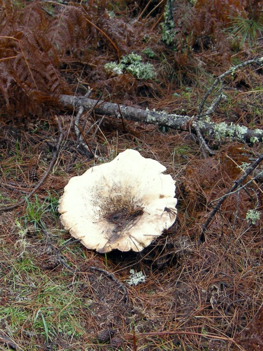 Cliquer sur l'image pour agrandir