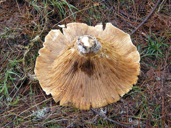 Cliquer sur l'image pour agrandir