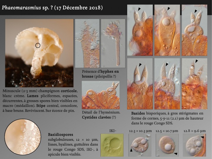 Phaeomarasmius_sp.jpg