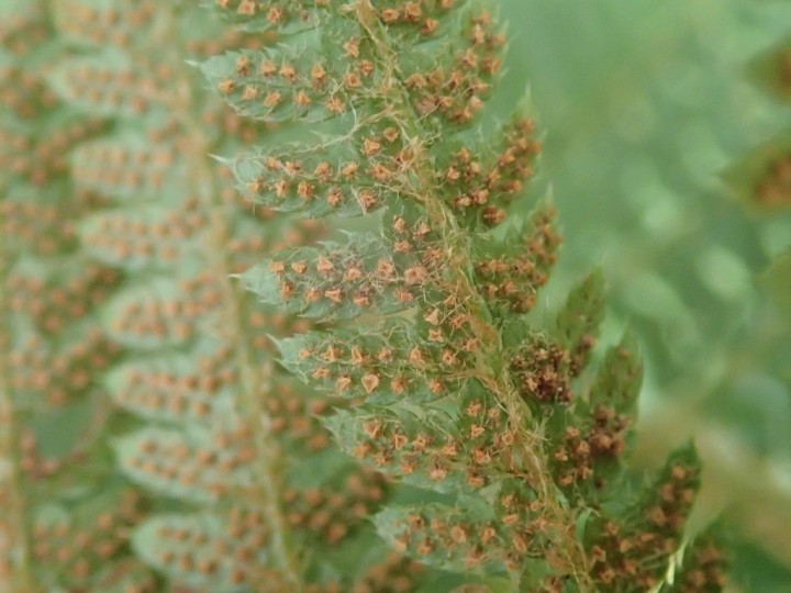 Polistichum setiferum (3).JPG