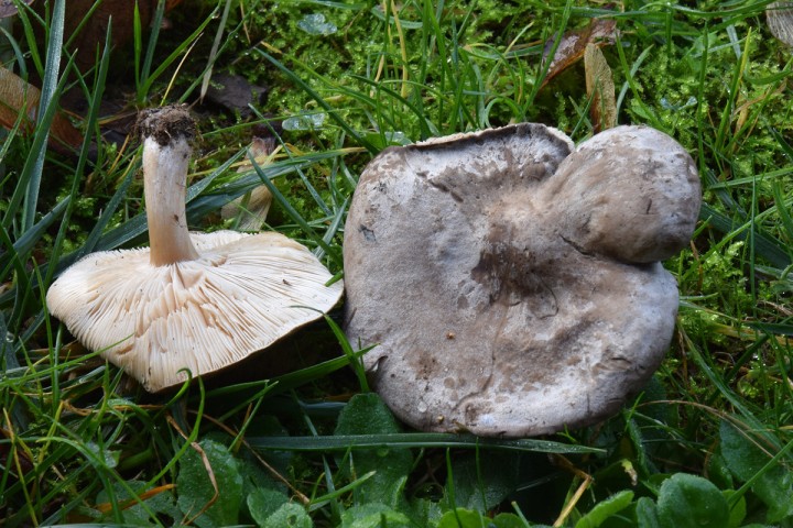 DSC_0667.jpg