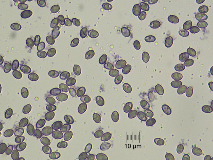 Spores au Meltzer
