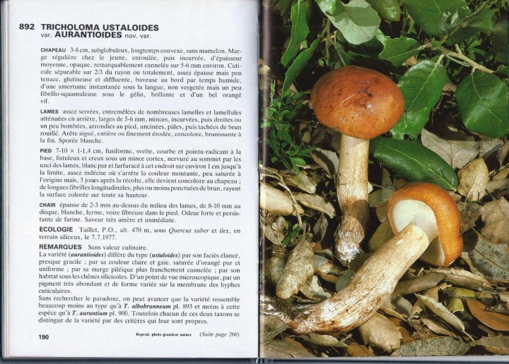 Cliquer sur l'image pour agrandir