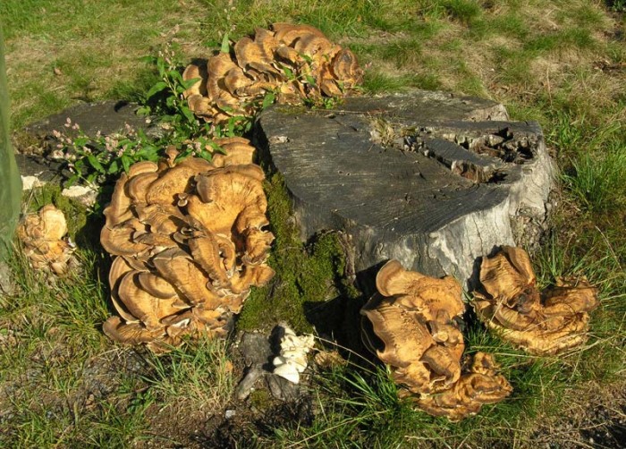 champignon