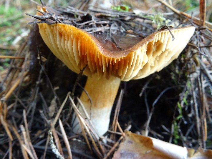 DSC00406.jpg