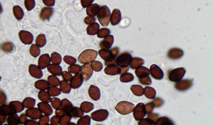 Spores