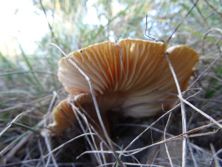 DSC00647.jpg