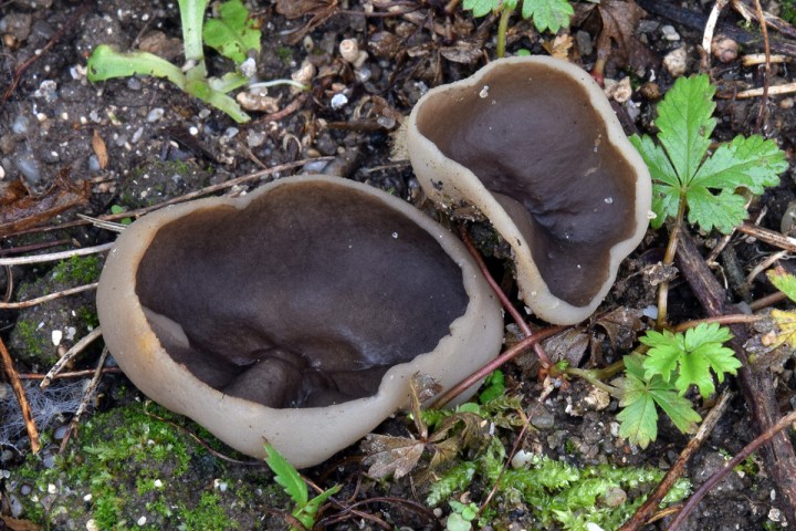DSC_0677.jpg
