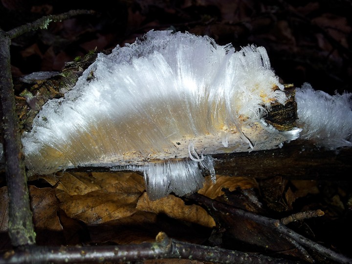 Cheveux_de_glace_1.jpg