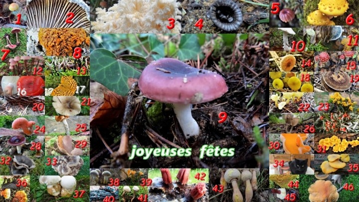 JP BONNE ANNEE.jpg