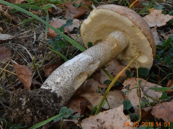 DSC_0781_01.JPG