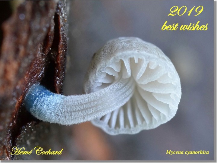2019 - copie.jpg