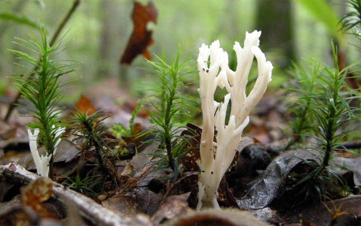 Cliquer sur l'image pour l'agrandir