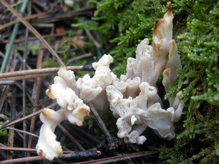 Cligner sur l'image pour agrandir