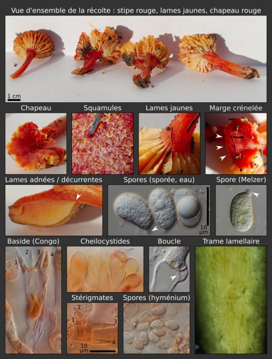 Hygrocybe_coccineocrenata_petit.jpg