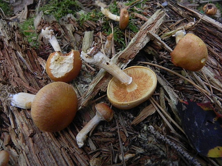 DSCN0197b.JPG