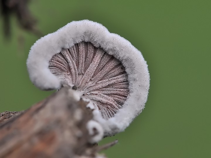 Schizophyllum_commune_2.jpg