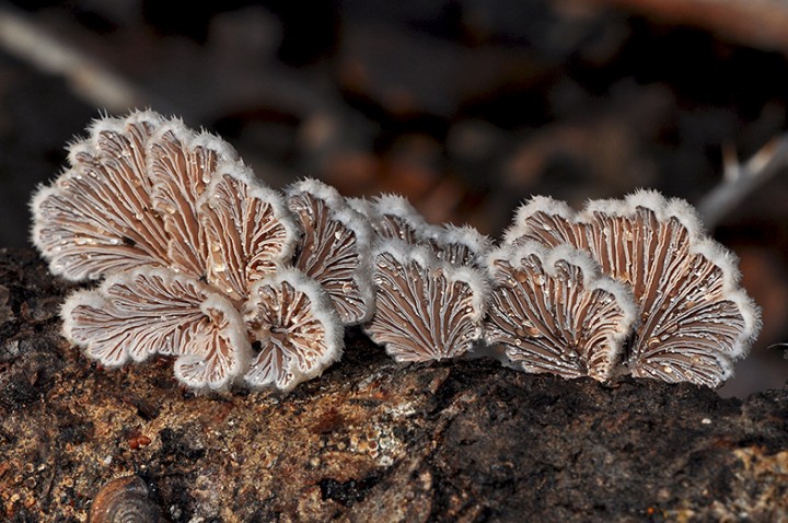 Schizophyllum_commune_03.jpg