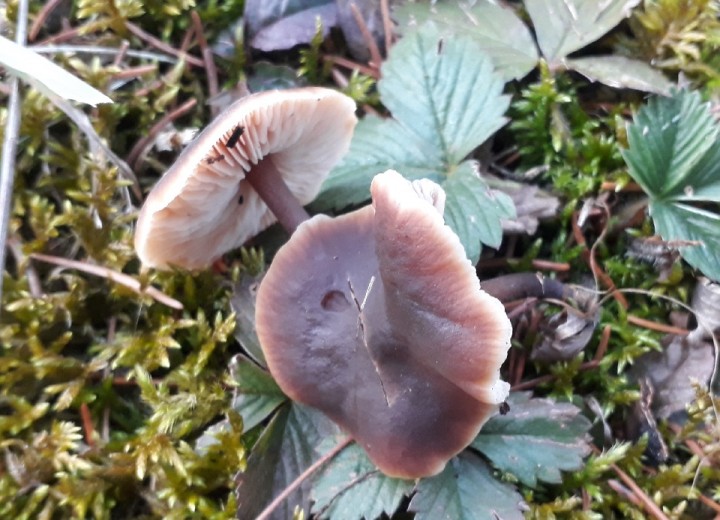 Macrocystidia cucumis