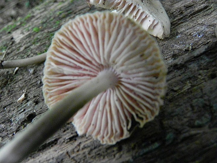 DSCN2222b.JPG