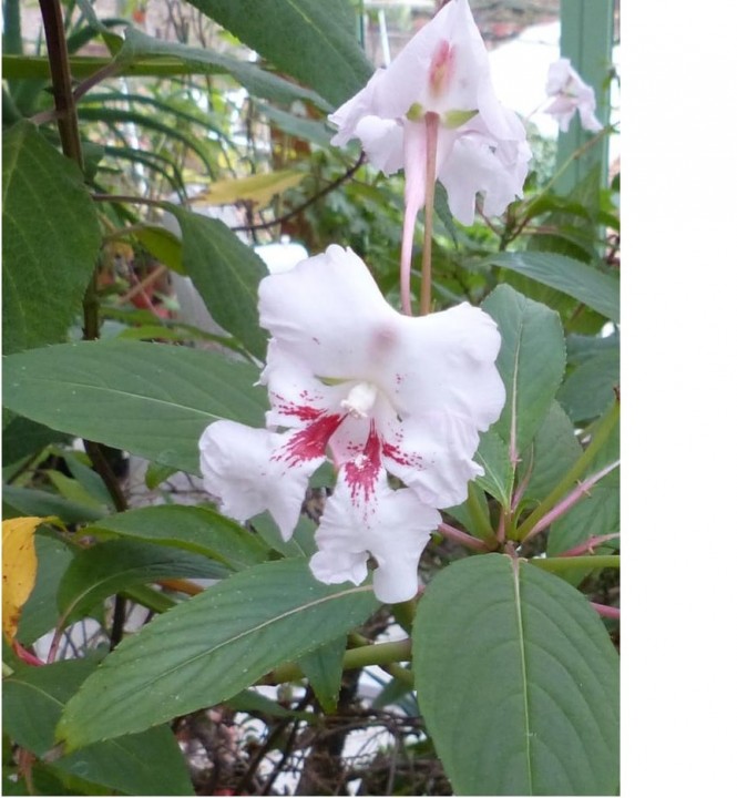 Fleur5.jpg
