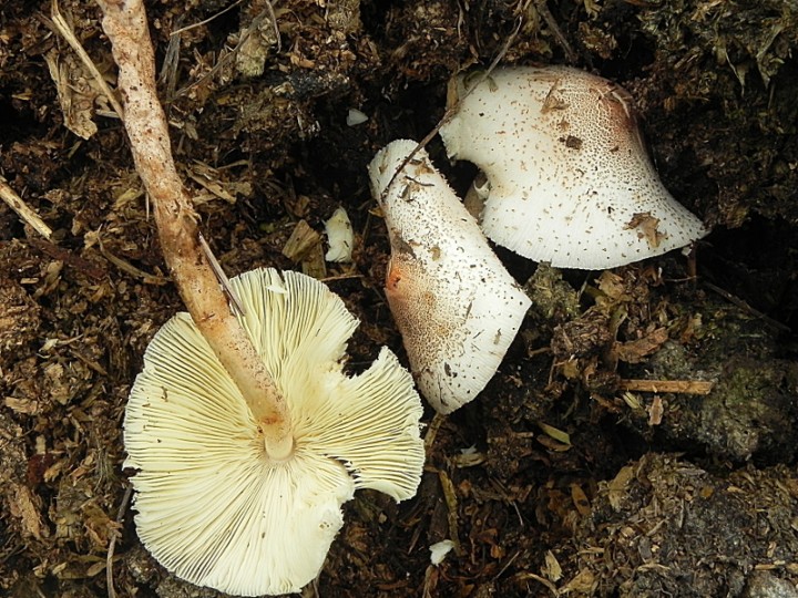 DSCN8560b.JPG