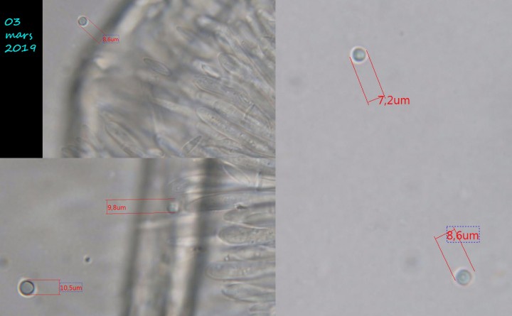 ascomycete.jpg