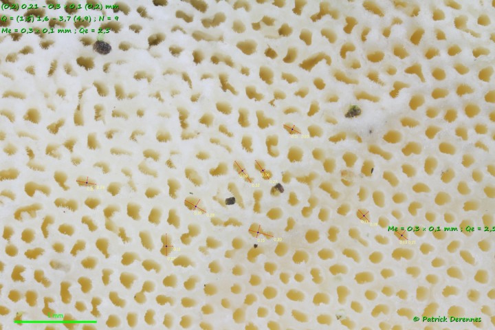 pores_croute1200.jpg