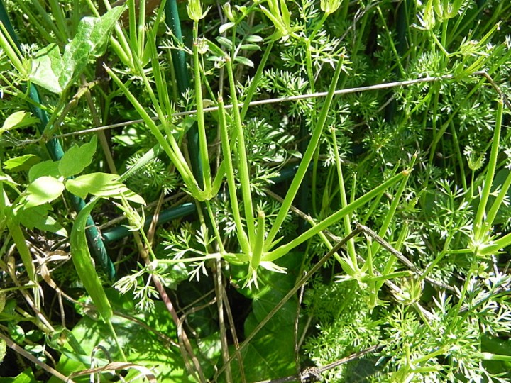 DSCN7957b.JPG