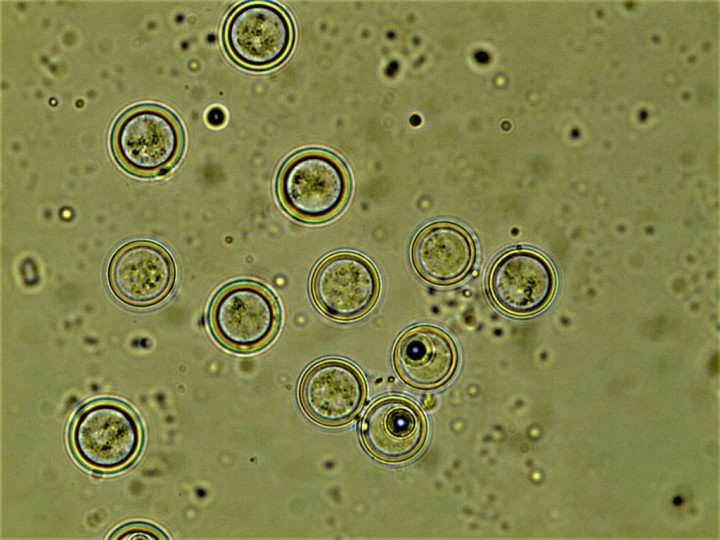 10-11 µ (1024x768).jpg