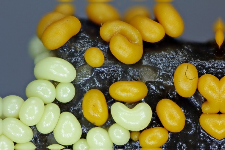 Trichia varia (3).jpg