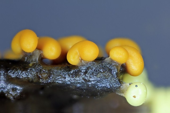 Trichia varia (6).jpg