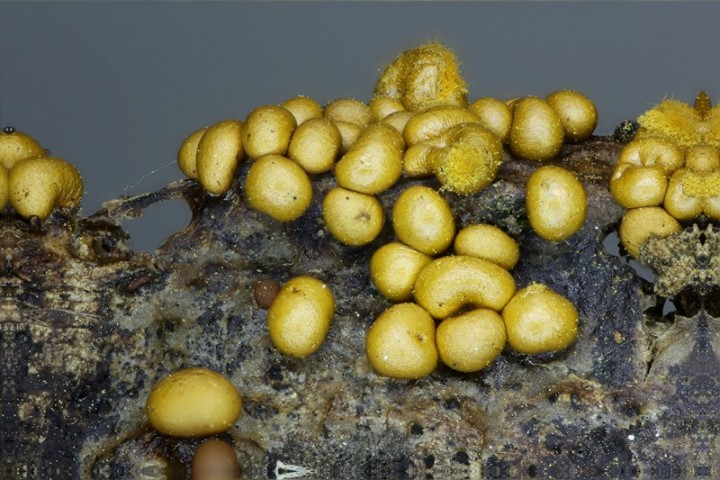 Trichia varia (4).jpg