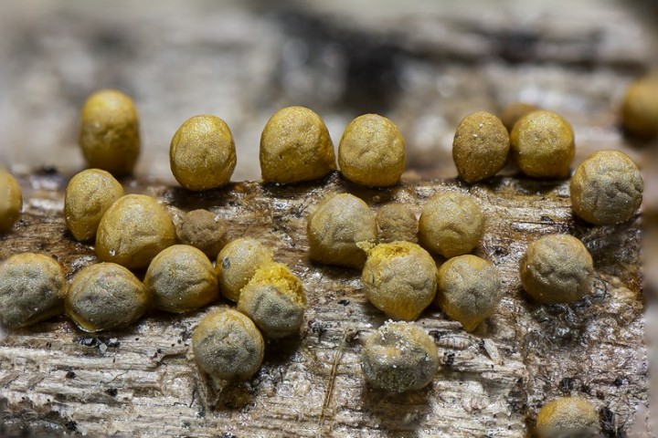 Trichia varia (7).jpg