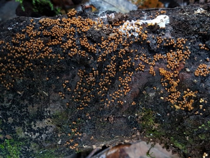 Habitat.jpg