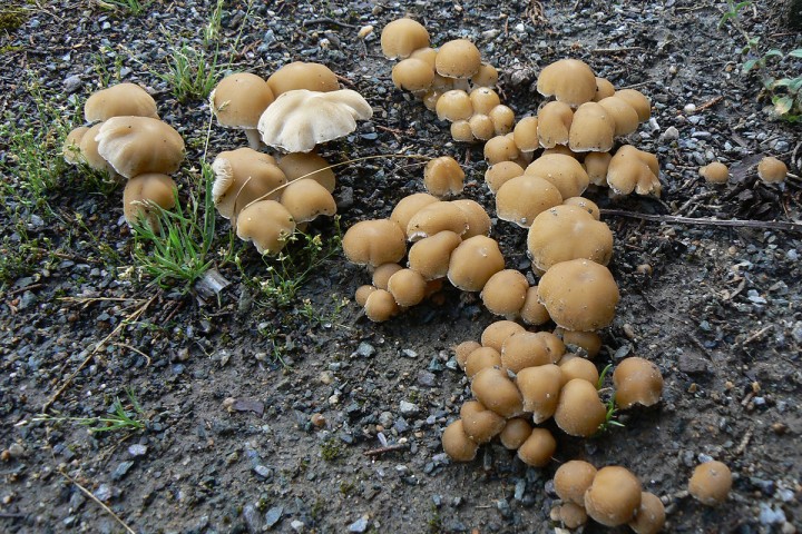 Juin 2010 Ancenis (44)